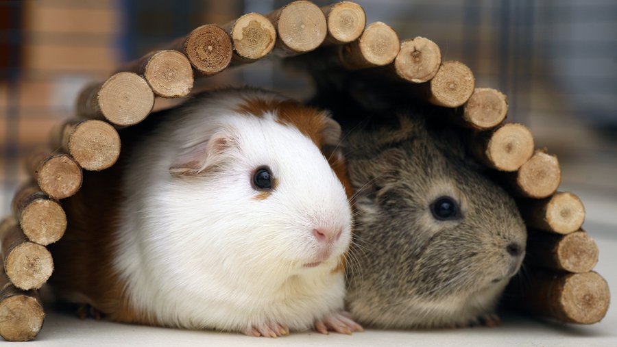 Zwei Meerschweinchen sitzen unter einer Nagerbrücke aus Holzästen.