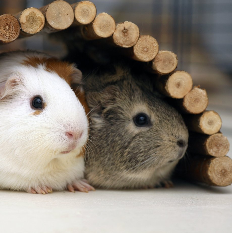 Zwei Meerschweinchen sitzen unter einer Nagerbrücke aus Holzästen.