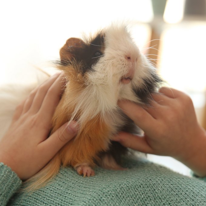 Braun-weißes Meerschweinchen sitzt auf dem Bauch eines liegenden Mädchens und wird gestreichelt