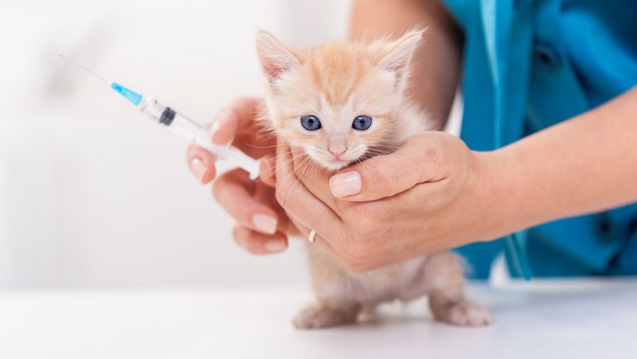 kleine kat in de handen van een dierenarts met een spuit in zijn hand