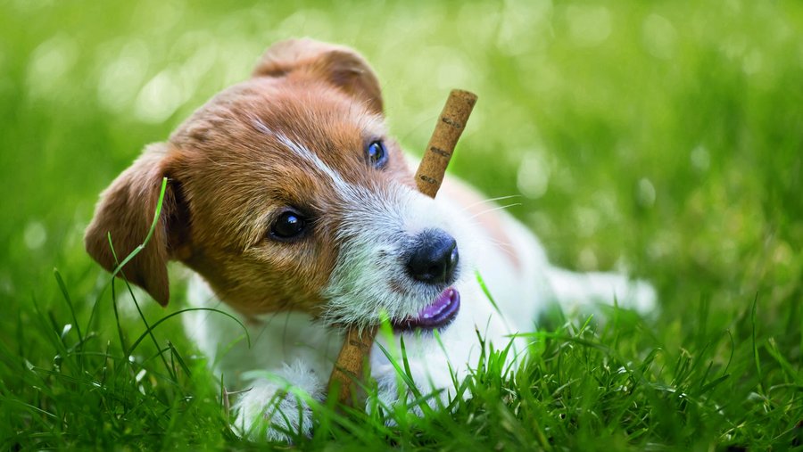 Hond op een groene weide met een Vitakraft snack in zijn bek