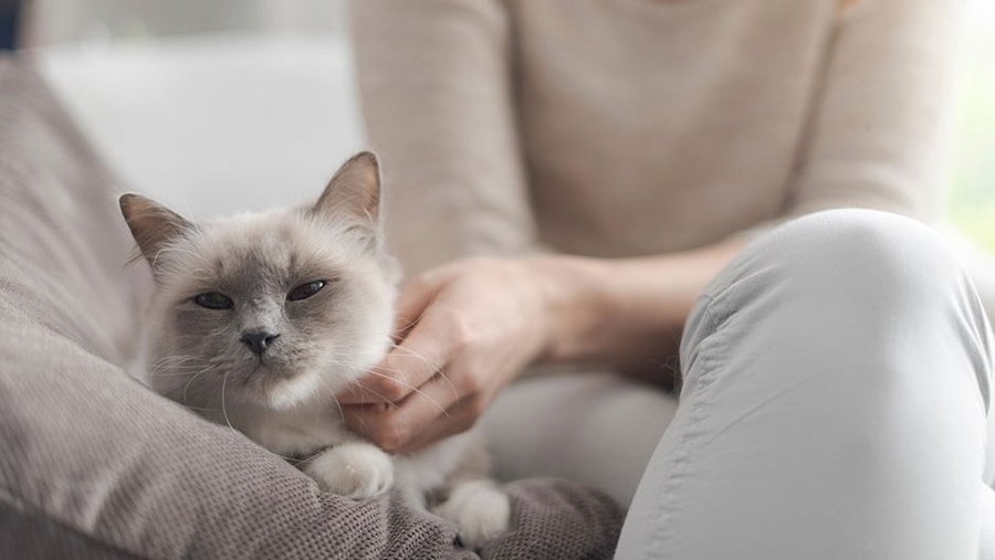 Graue Katze wird von einer Frau am Hals gekrault