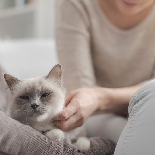 Graue Katze wird von einer Frau am Hals gekrault