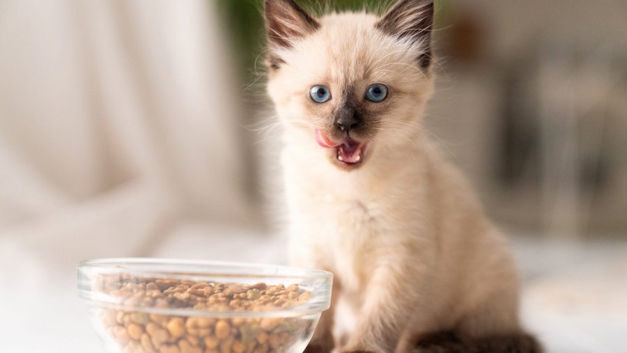 Witte kat heeft een schaal kattensnacks voor zich en kijkt in de camera