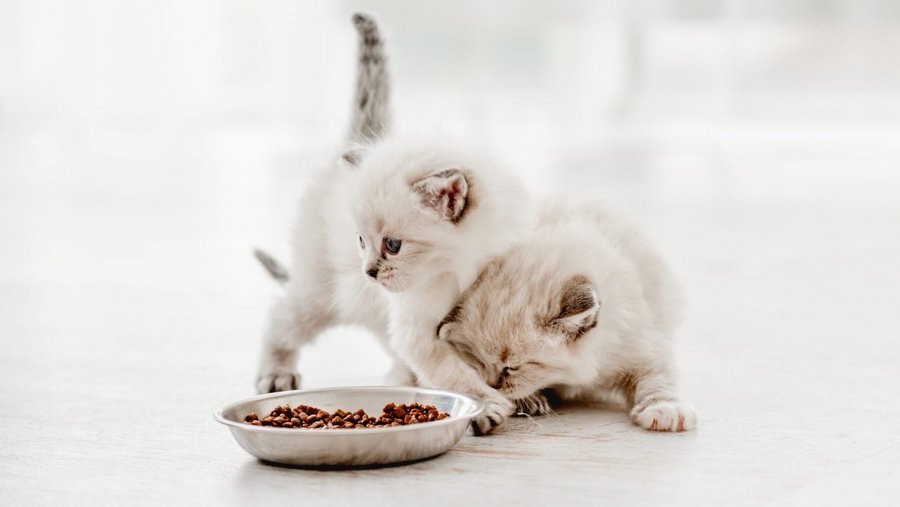 Kitten snacks