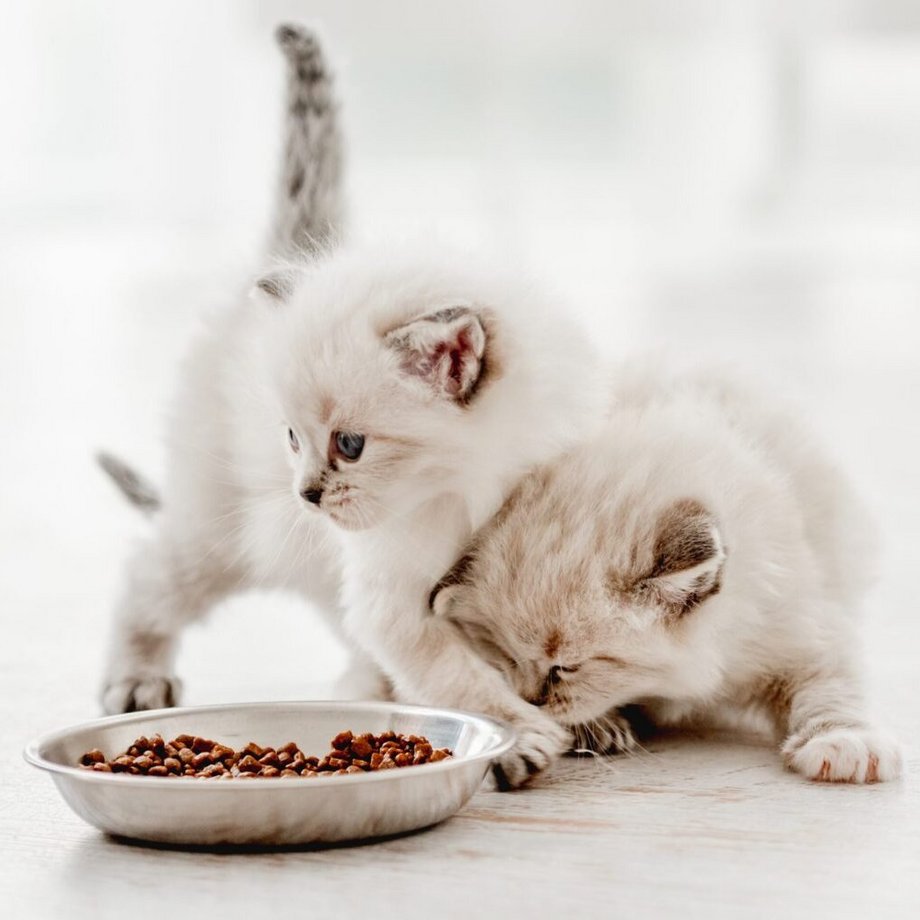 Twee witte katten voor een kom