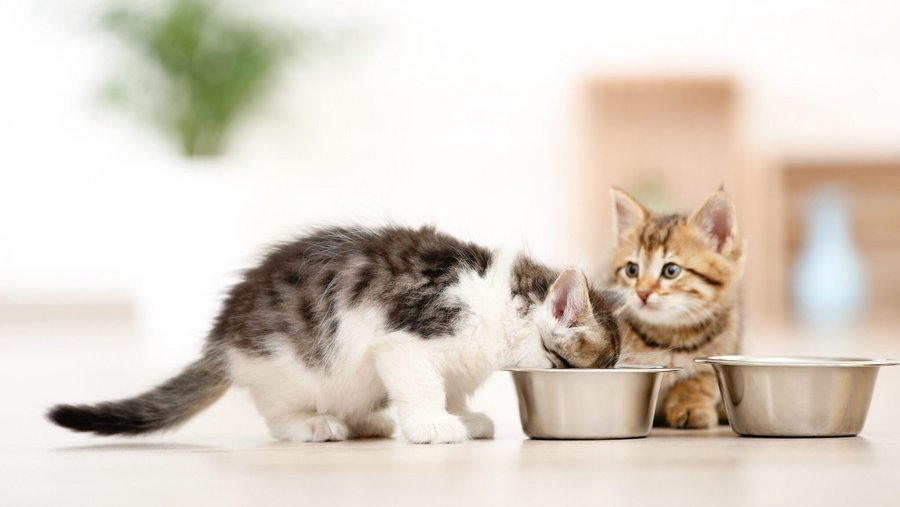 Twee katten bij de kom