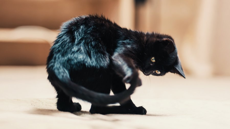 Zwarte kat grijpt zijn staart