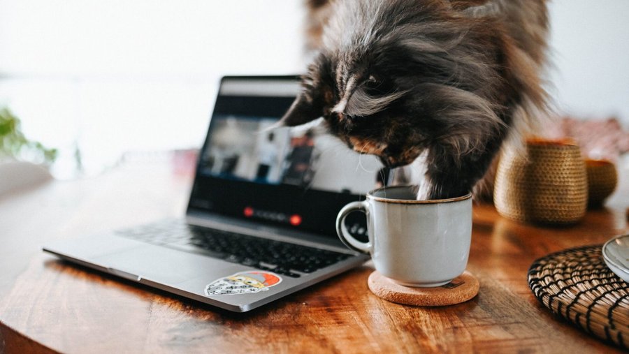 Donkere kat op de tafel met koffiekop en laptop