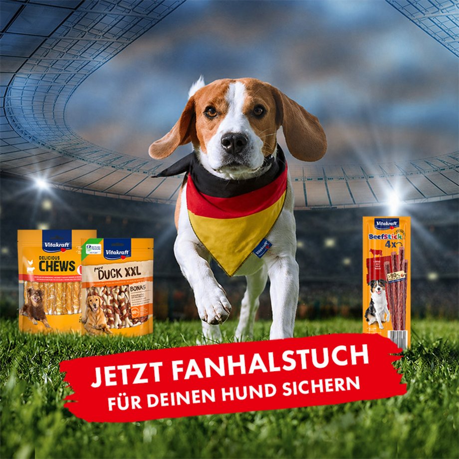 Hund mit Fanhalstuch im Stadion und Vitakraft Hundesnacks
