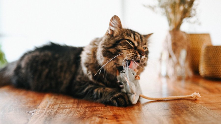 Donkere kat ligt op de houten vloer en speelt met een speelgoedmuis