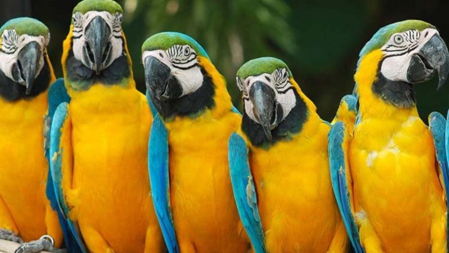 Vijf papegaaien zittend op een houten balk