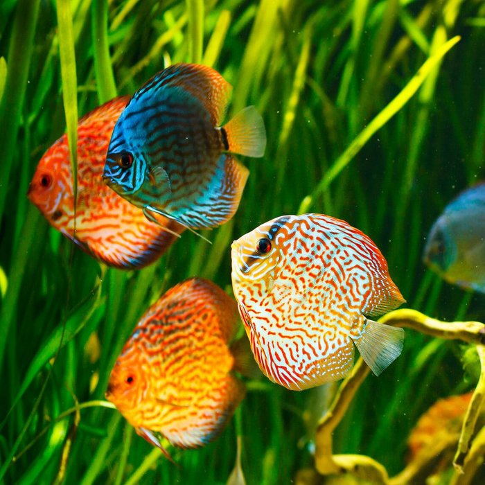 Mehrere bunte Fische