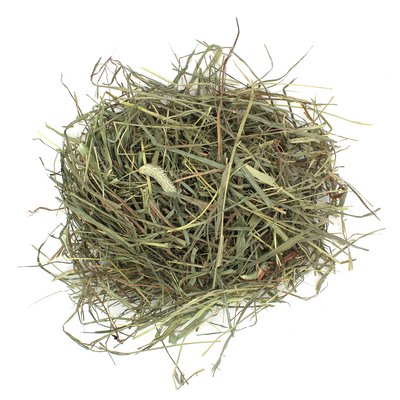 Timothy Hay