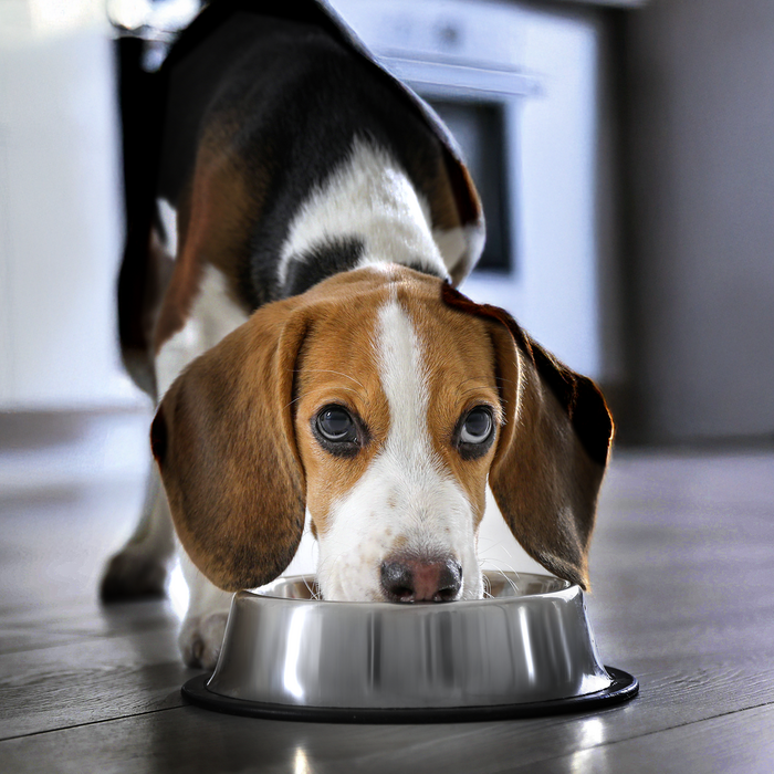 Hund Dog Wurst