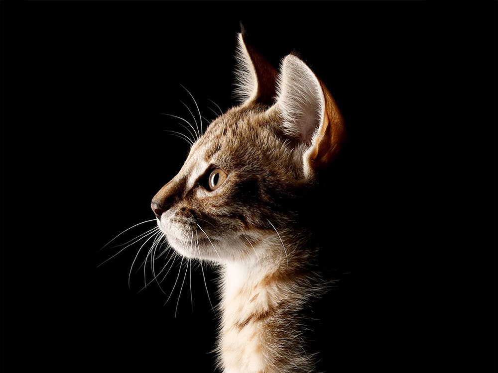 vk_nl_events_workshop-kattenfotografie.jpg