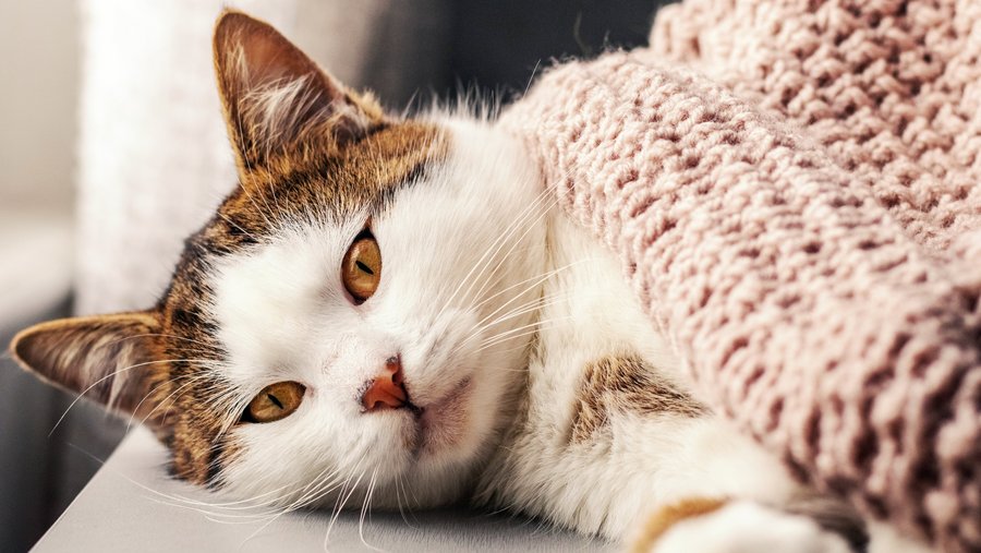 Bruine en witte kat ligt op de bank met een deken