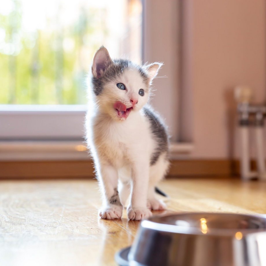 Kleine witte en zwarte kat voor een kom