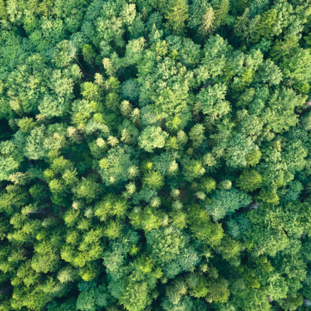 Luftaufnahme Wald