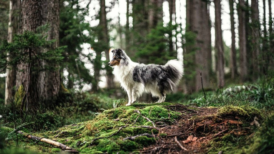 Hund im Wald