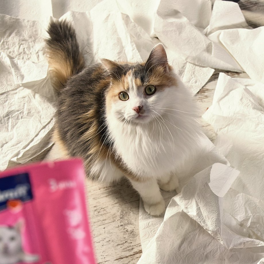 Katze schaut nach oben