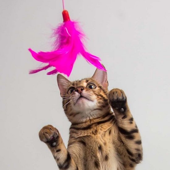 Cat with pink prey play