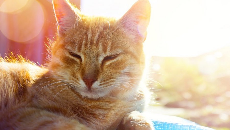 Rot getigerte Katze im Gegenlicht