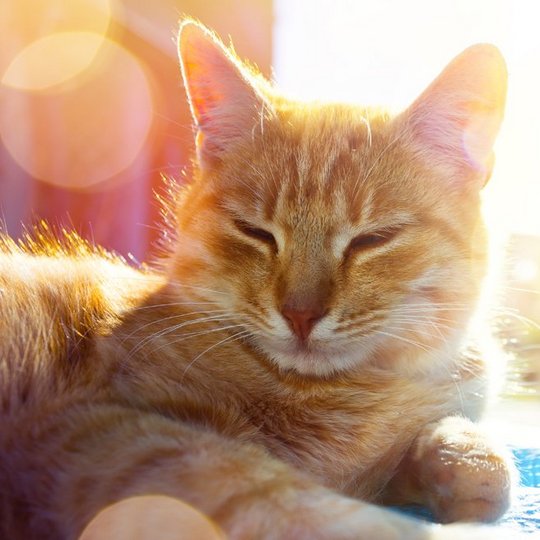 Rot getigerte Katze im Gegenlicht