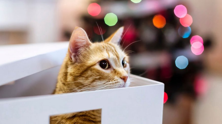 Rote Katze schaut aus einem Schrank heraus