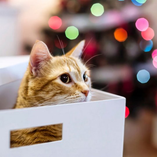 Rote Katze schaut aus einem Schrank heraus