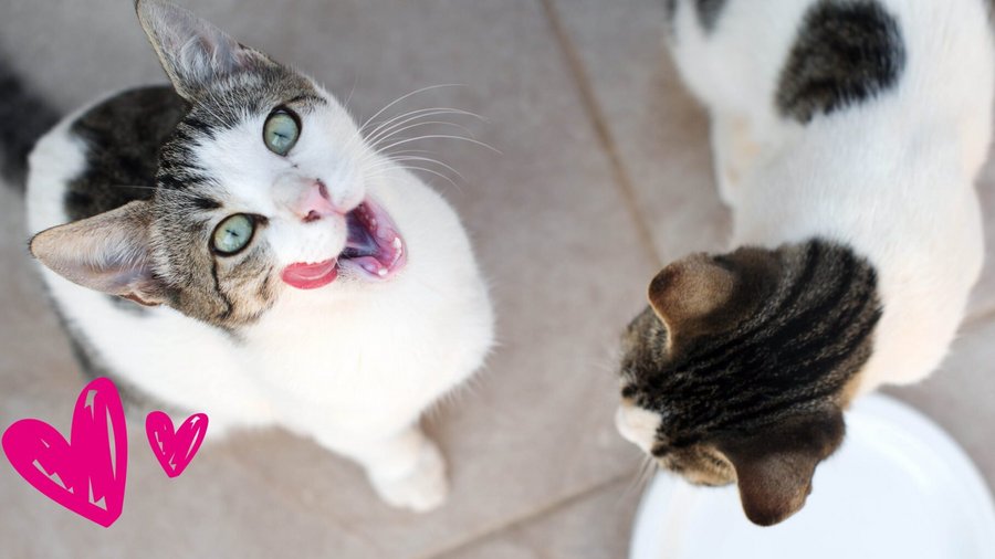 Zwei weiß-braune Katzen, die eine guckt nach oben