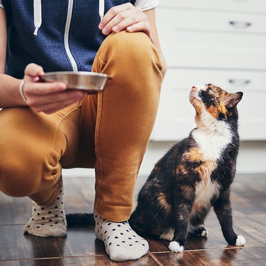 braun-weiße Katze schaut zu ihrem Besitzer, der in der Hocke ihren Fressnapf in der Hand hält