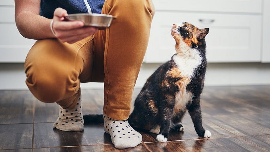 braun-weiße Katze schaut zu ihrem Besitzer, der in der Hocke ihren Fressnapf in der Hand hält