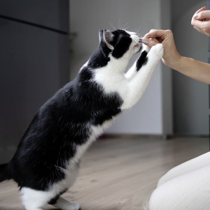 Katze Triggles