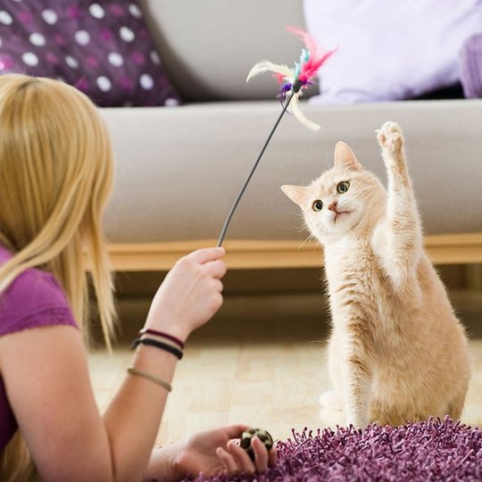 Eine Frau hält ein Spielzeug in der Hand, ihre helle Katze greift mit einer Pfote danach