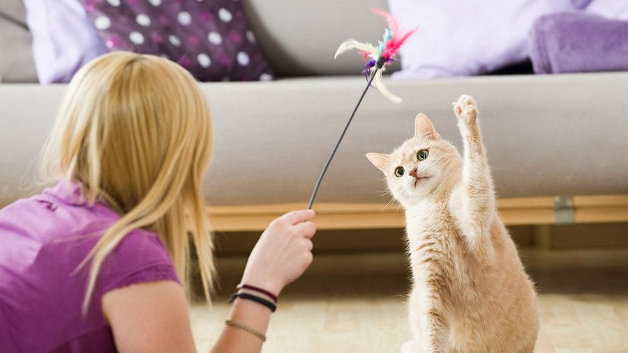 Eine Frau hält ein Spielzeug in der Hand, ihre helle Katze greift mit einer Pfote danach