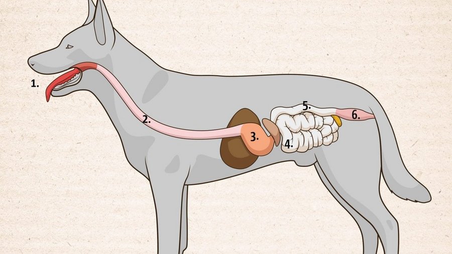 Structuur van de organen van de hond