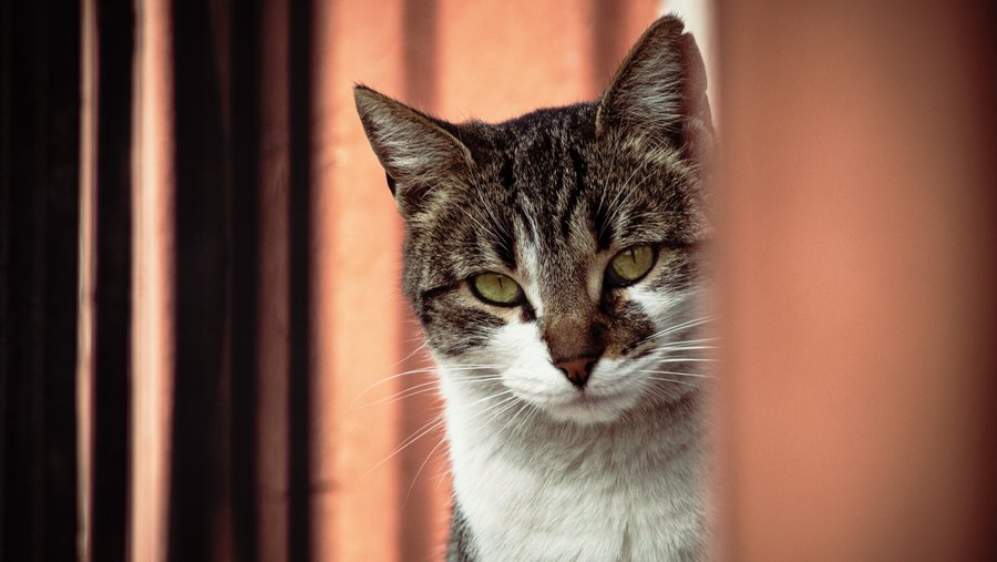 Grijs met witte kat gluurt vanachter een gordijn