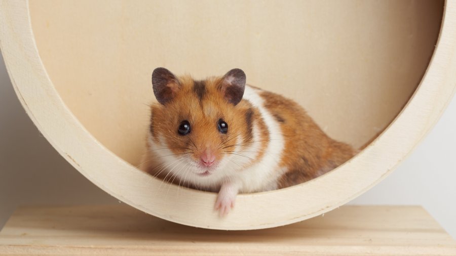 braun-weißer Hamster liegt in einem Laufrad aus Holz