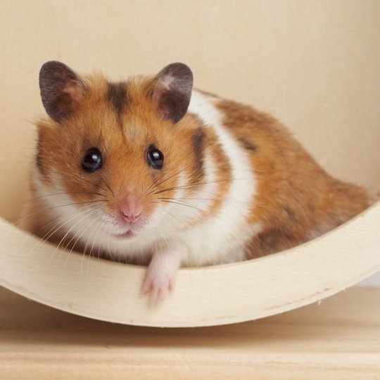 braun-weißer Hamster liegt in einem Laufrad aus Holz