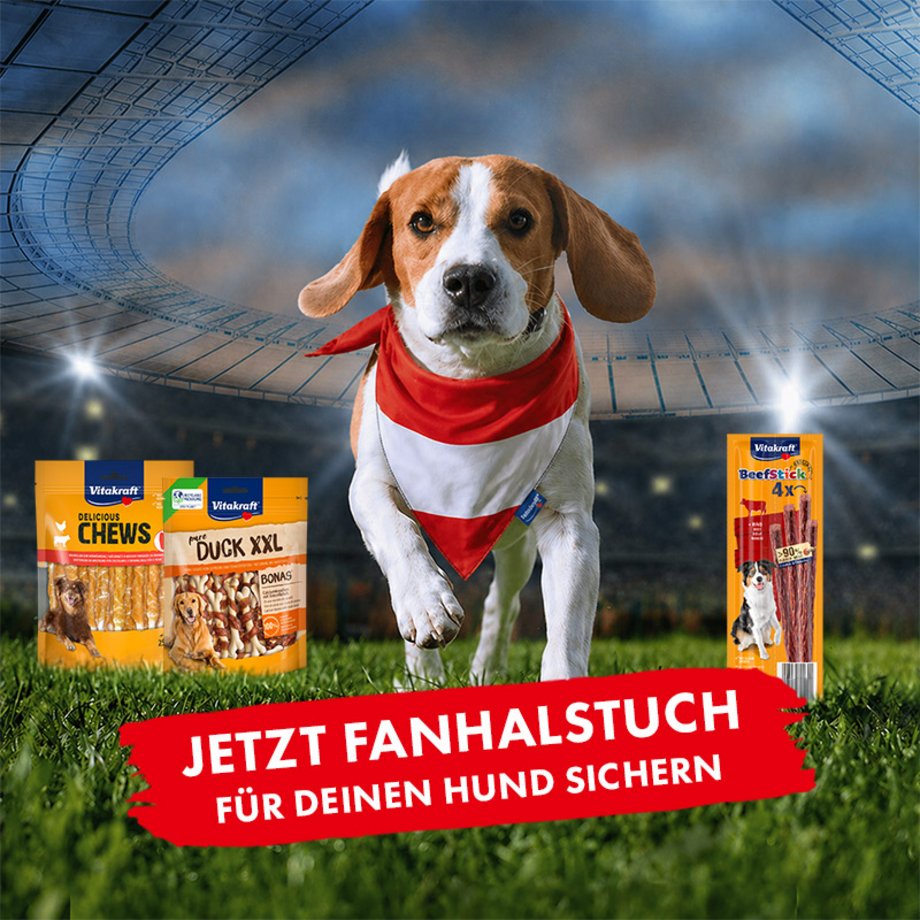 Hund mit Fanhalstuch im Stadion und Vitakraft Hundesnacks