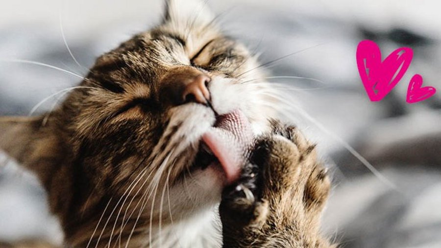 Katze leckt sich die Pfote