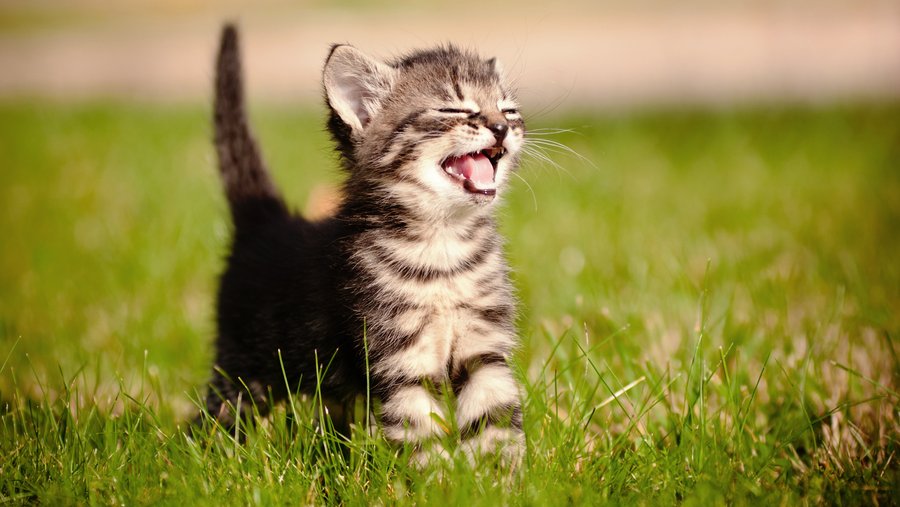 Babykat staat op een groene weide en is gelukkig