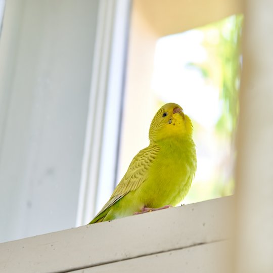 Grün-Gelber Wellensittich sitzt auf einer Fensterbank