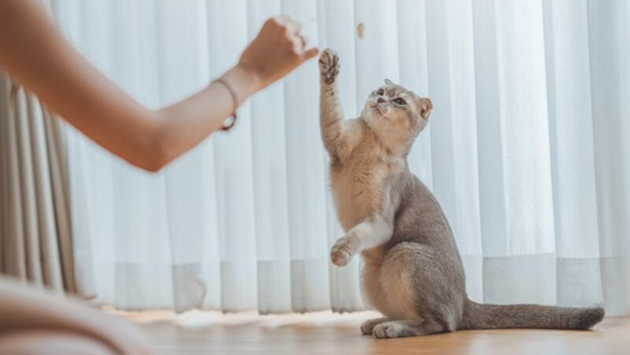 Lichtgekleurde kat strekt speels zijn poot uit