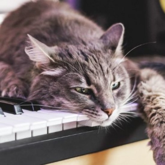 Grau getigerte Katze liegt auf einer Keyboard-Tastatur