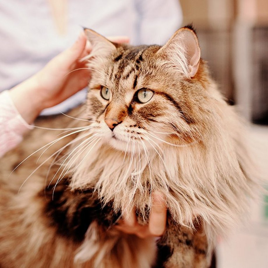 Katze wird gestreichelt