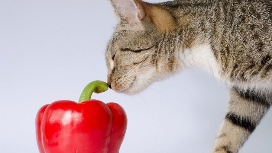 Getigerte Katze riecht an einer roten Paprika