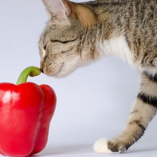 Getigerte Katze riecht an einer roten Paprika