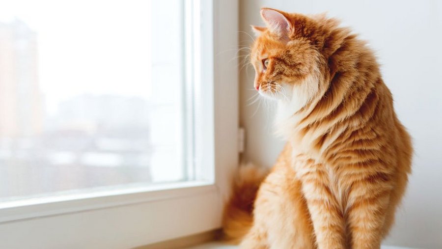 Rot getigerte Katze sitzt auf der Fensterbank und schaut raus